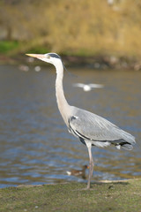 Grey Heron, Ardea cinerea