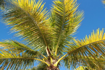 Fototapeta premium Guadeloupe - Janv 2015 - Côte sous le Vent