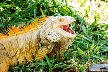 close up of iguana on green grass