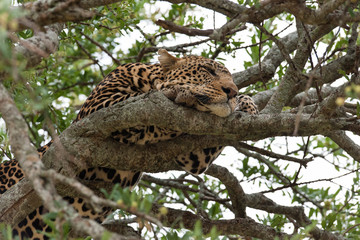 Leopard
