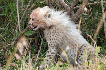 Naklejka na ściany i meble Cheetah with young in the Masai Mara