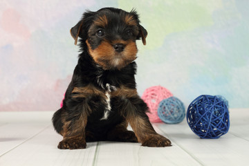 Yorkshire terrier puppy