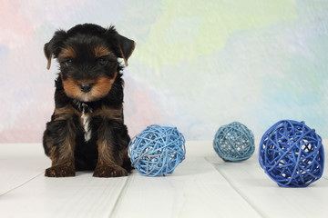 Yorkshire terrier puppy
