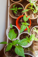 Agriculture, Seeding, Plant seed growing concept