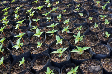 seedling growing