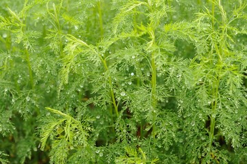 Naklejka premium Green Southernwood (Artemisia Abrotanum) Plant