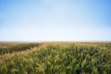 wheat field with clear blue sky background.