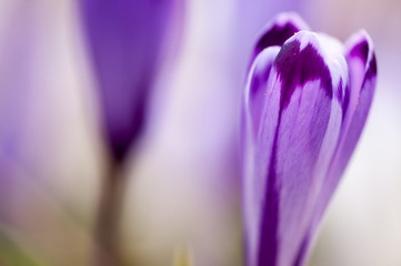 Crocus