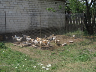 A group of very young chickens, living net.