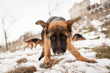 Young german shepard dog playing in the snow