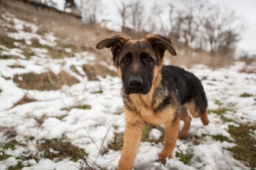 Young german shepard dog playing in the snow