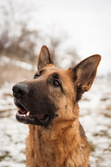 Young german shepard dog playing in the snow