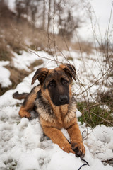 Young german shepard dog playing in the snow