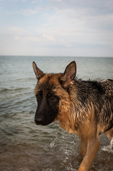 german shepard on the beach