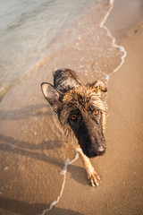 german shepard on the beach