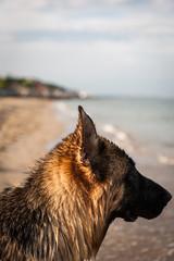 german shepard on the beach