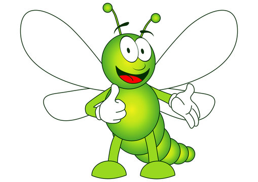 insect