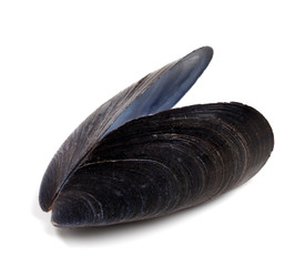 Shell of mussel isolated on white background © BSANI
