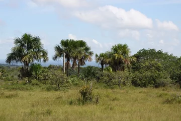 Naadloos Fotobehang Airtex Eastern regions of Colombia. © b201735