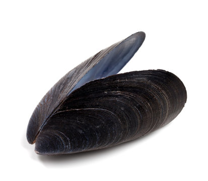 Shell of mussel isolated on white background