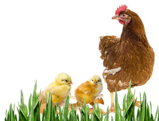 two newborn chickens and her mother hen