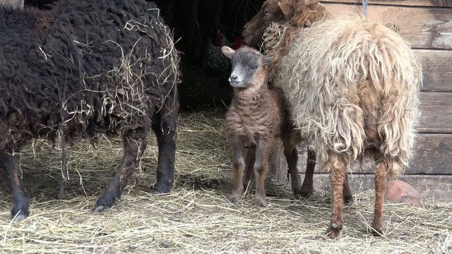 Lamm und Schafe vor dem Stall
