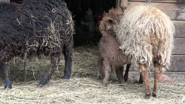 Lamm trinkt bei Mutterschaf