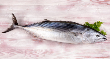tonno palamita - bonito tuna