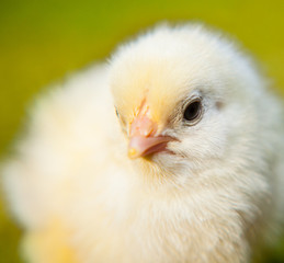 Portrait of a cute little chick