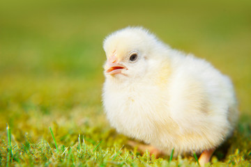 Cute little chick sitting on green meadow
