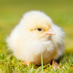 Cute little chick on green meadow