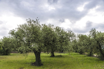 Olive trees