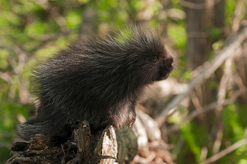Porcupette (Erethizon dorsatum) Looks up from End of Branch