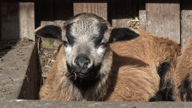 liegendes Kamerun Lamm