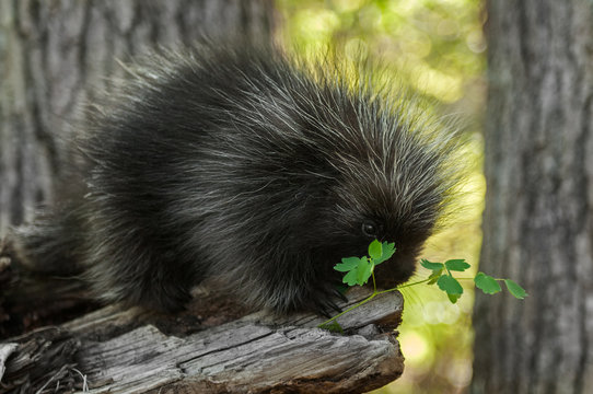 Porcupette (Erethizon dorsatum) and Greenery