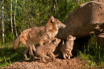 Grey Wolves (Canis lupus) Jump About Outside Den © geoffkuchera