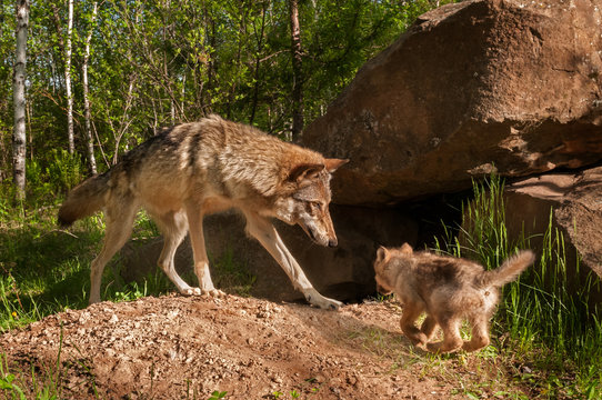Grey Wolf (Canis lupus) and Pup Come Together