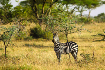 Naklejka premium Zebra on the african savannah