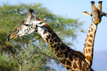Giraffes in Serengeti
