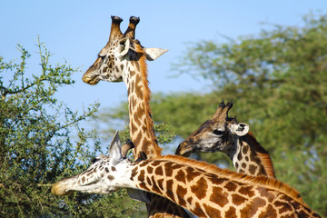 Obraz premium Giraffes heads