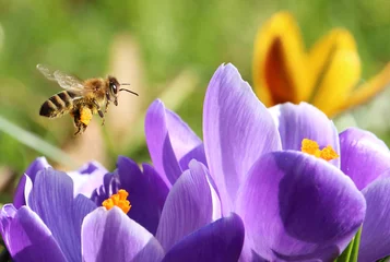 Foto op Plexiglas Bij verzamelt stuifmeel voor honing © awarts