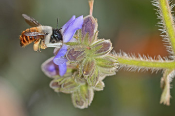 A bee on a purple flower