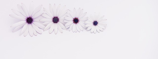 white and purple daisies