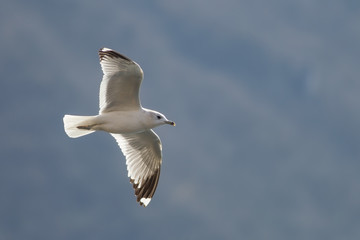 Black-headed gull (Chroicocephalus ridibundus)