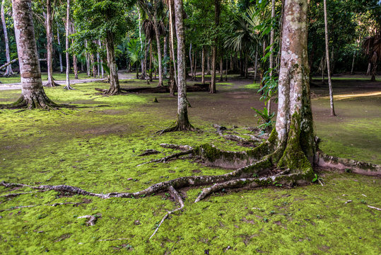 Tropical Jungle Forest, traveling through Tikal Park, Guatemala