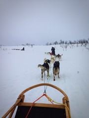 Naklejka premium sleddog in norway