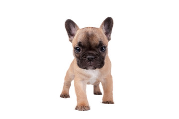 French bulldog puppy