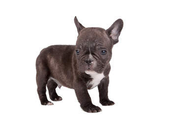 French bulldog puppy