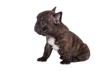 French bulldog puppy