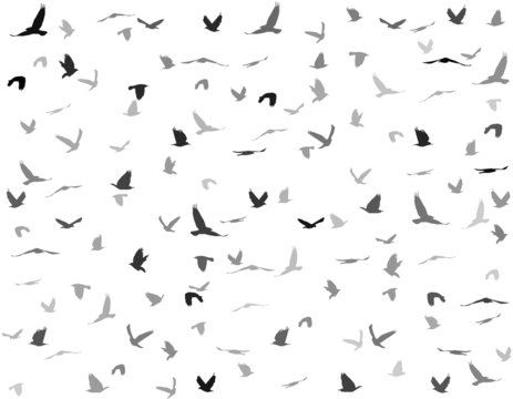 silhouettes of birds seamless pattern